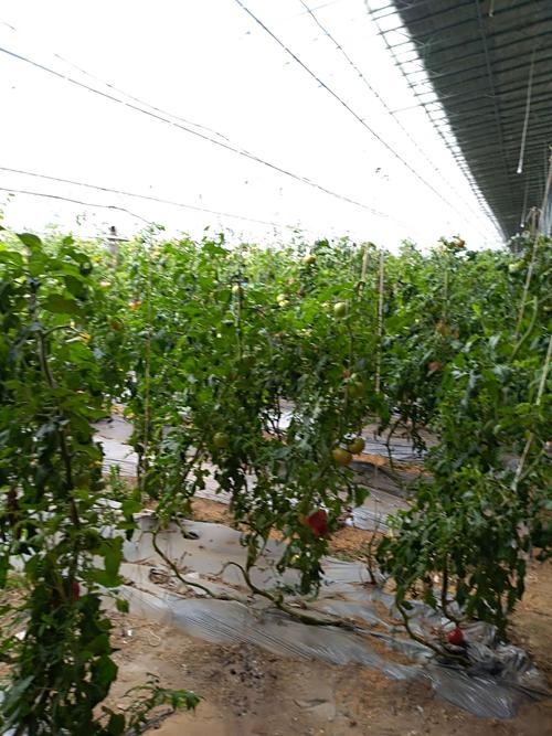 萬綠蔬菜種植園采摘記 從田間到餐桌的綠色體驗(yàn)