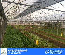 天津綠意盎然，萱庭果蔬引領(lǐng)有機(jī)蔬菜種植新風(fēng)尚